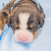 Patriot Male Bernese Mountain Dog Puppy