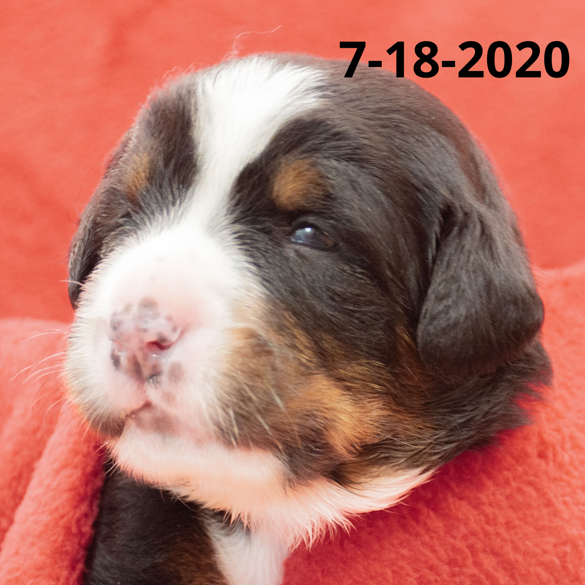 Join the Bernese Mountain Dog Puppy Waiting List (non-refundable fee)