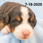 Patriot (Sold) Male Bernese Mountain Dog Puppy