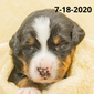 Victory Female Bernese Mountain Dog Puppy
