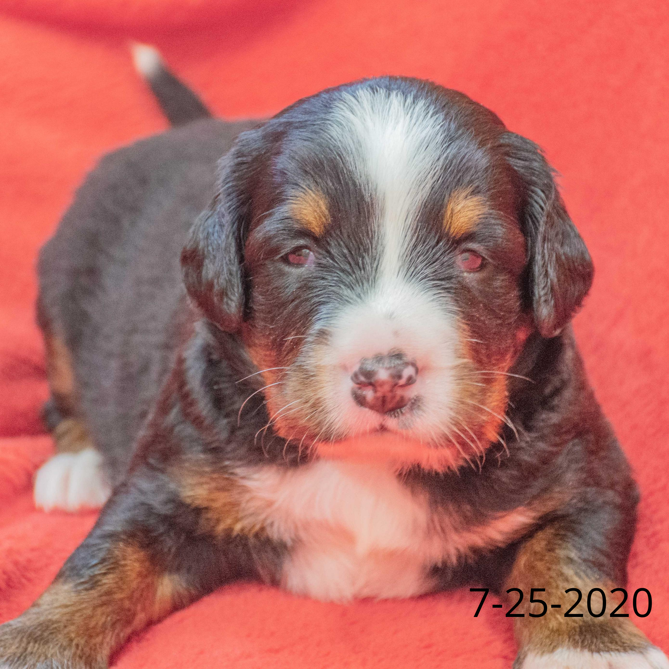 Join the Bernese Mountain Dog Puppy Waiting List (non-refundable fee)