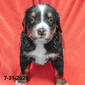 Liberty (Sold) Female Bernese Mountain Dog Puppy