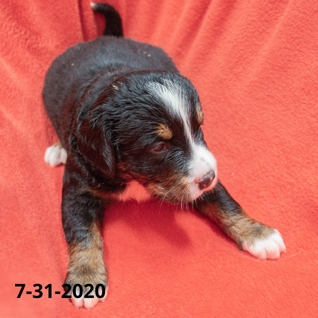 Join the Bernese Mountain Dog Puppy Waiting List (non-refundable fee)