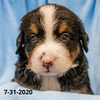Patriot (Sold) Male Bernese Mountain Dog Puppy