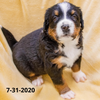 Victory Female Bernese Mountain Dog Puppy