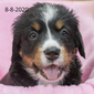 Independence Female Bernese Mountain Dog Puppy