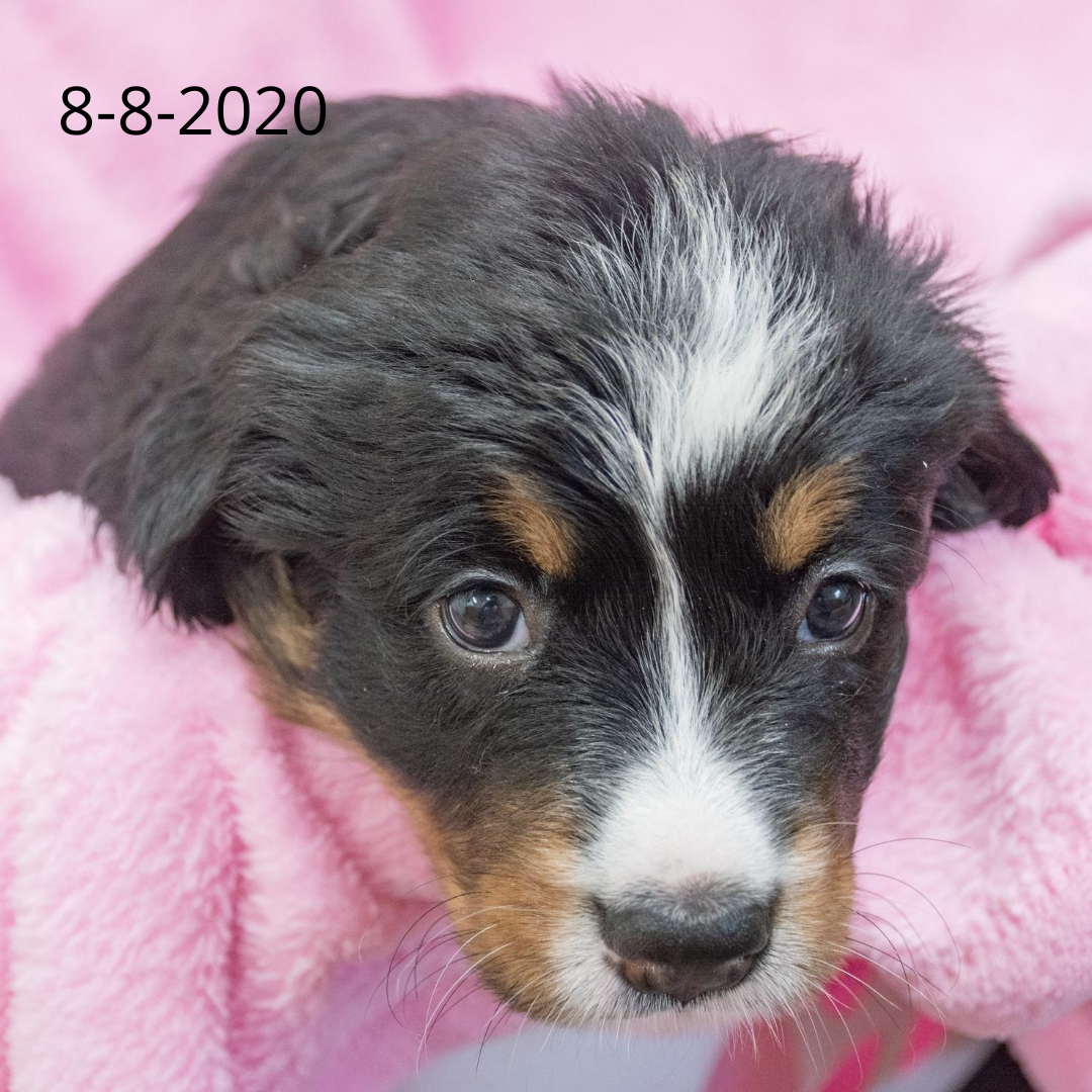 Independence Female Bernese Mountain Dog Puppy