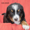 Join the Bernese Mountain Dog Puppy Waiting List (non-refundable fee)