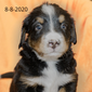 Rebel (Sold) Male Bernese Mountain Dog Puppy