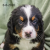 Yankee (Sold) Male Bernese Mountain Dog Puppy