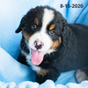 Patriot Male Bernese Mountain Dog Puppy