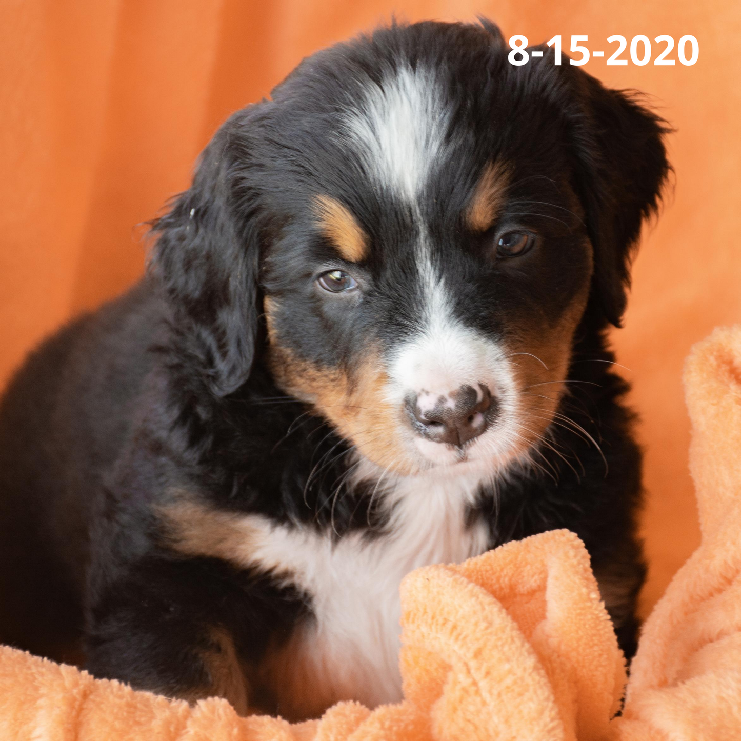 Rebel (Sold) Male Bernese Mountain Dog Puppy
