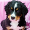Independence (Sold) Female Bernese Mountain Dog Puppy