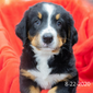 Join the Bernese Mountain Dog Puppy Waiting List (non-refundable fee)