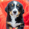 Join the Bernese Mountain Dog Puppy Waiting List (non-refundable fee)