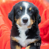 Liberty (Sold) Female Bernese Mountain Dog Puppy