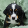 Yankee (Sold) Male Bernese Mountain Dog Puppy