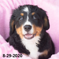 Independence (Sold) Female Bernese Mountain Dog Puppy