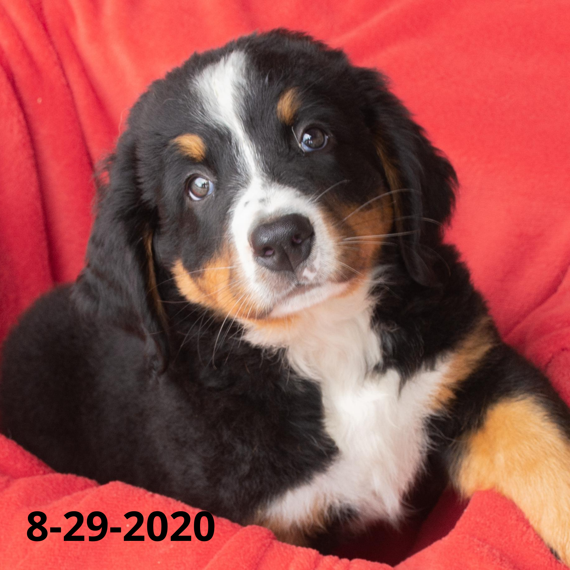Join the Bernese Mountain Dog Puppy Waiting List (non-refundable fee)