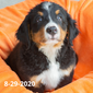 Rebel (Sold) Male Bernese Mountain Dog Puppy