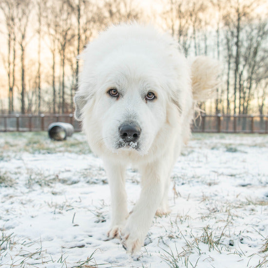 great pyrenees 