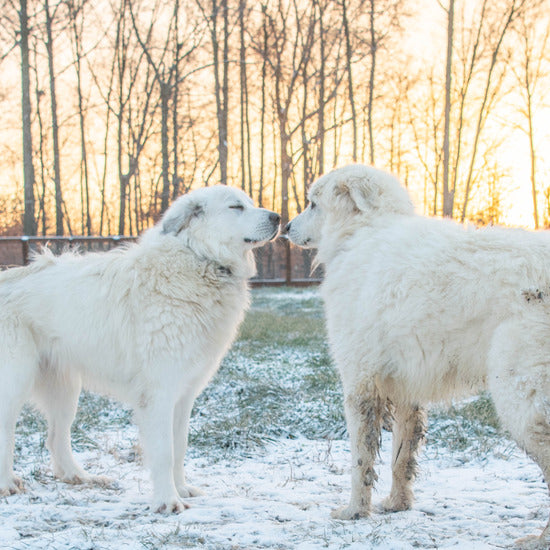 great pyrenees 