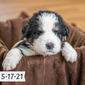 Diggle (Sold) Male Great Bernese Puppy