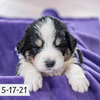 Malcolm (Sold) Male Great Bernese Puppy