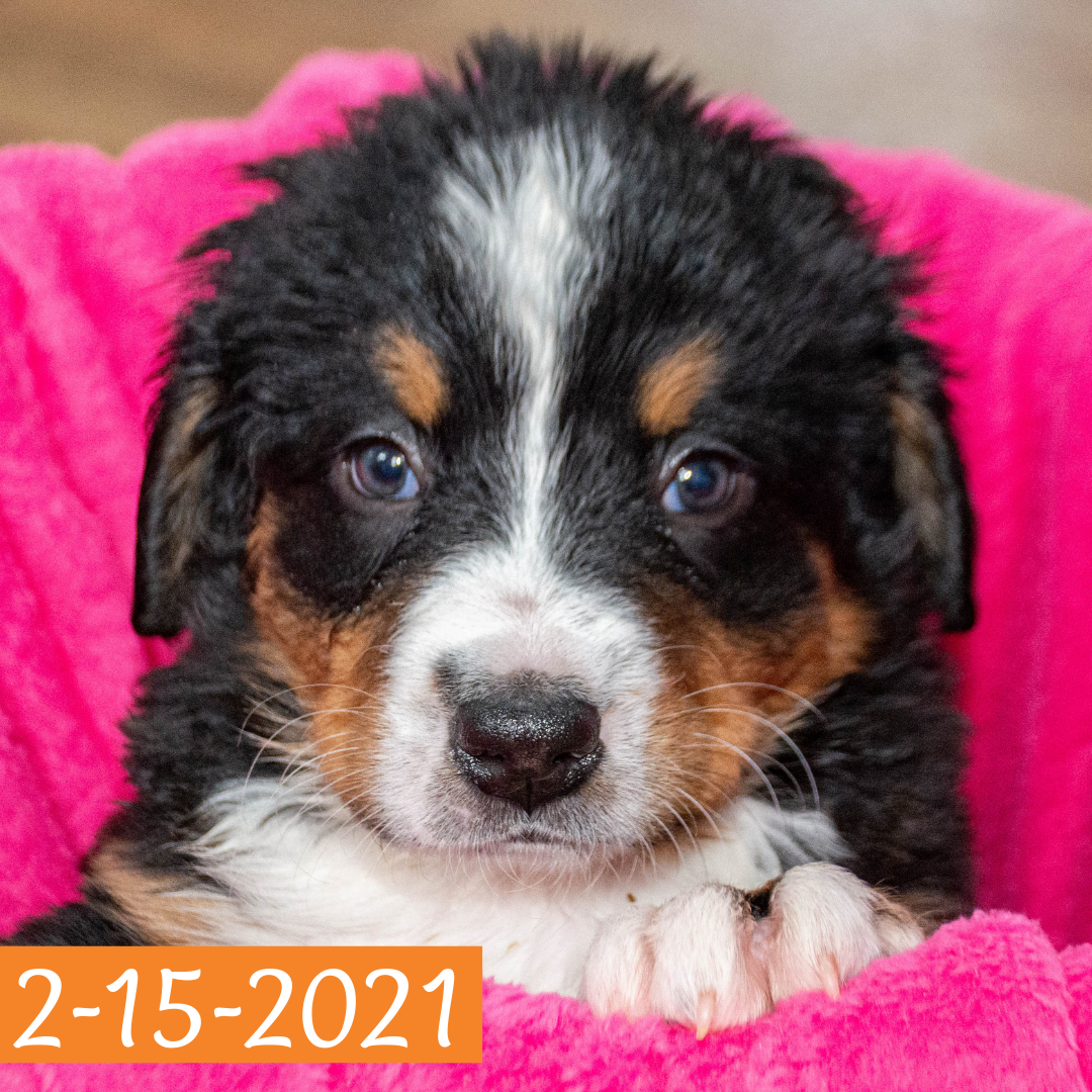 Camelot (Sold) Female Bernese Mountain Dog Puppy