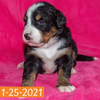 Camelot Bernese Mountain Dog January Camelot Litter Female Puppy