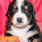 Camelot (Sold) Female Bernese Mountain Dog Puppy