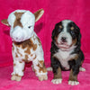 Camelot the Female Bernese Mountain Dog January Camelot Puppy with stuffed Animal Baby Goat Toy