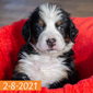Excalibur (Sold) Male Bernese Mountain Dog Puppy