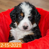 Excalibur (Sold) Male Bernese Mountain Dog Puppy