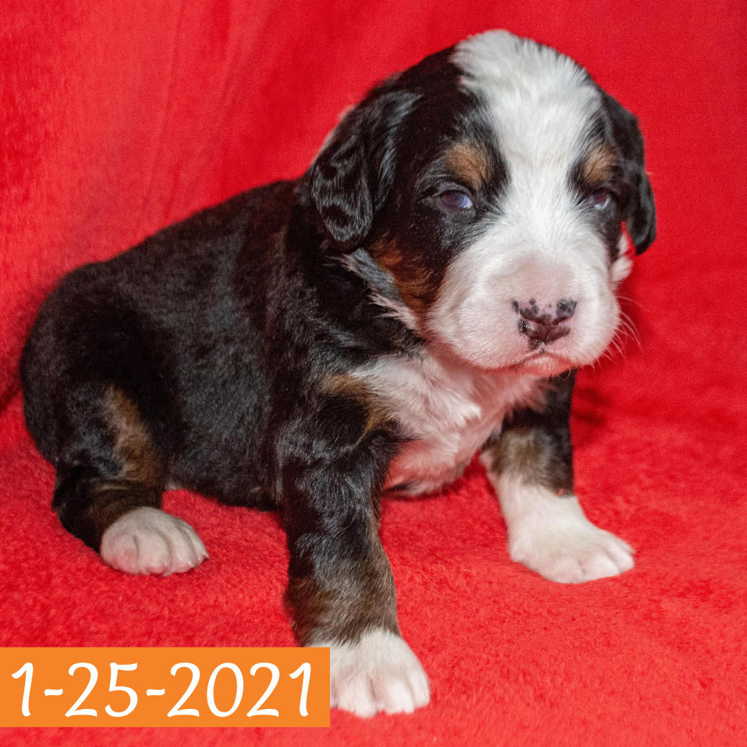Excalibur Bernese Mountain Dog January Camelot Litter male Puppy
