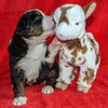 Excalibur the Male Bernese Mountain Dog Puppy Camelot January With Stuffed Animal Baby Goat Toy