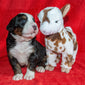 Excalibur a Male Bernese Mountain Dog Puppy Camelot January With Stuffed Animal Baby Goat Toy