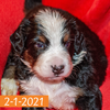 Excalibur Male Bernese Mountain Dog Puppy