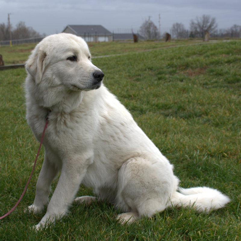 Cagney Female Great Pyrenees