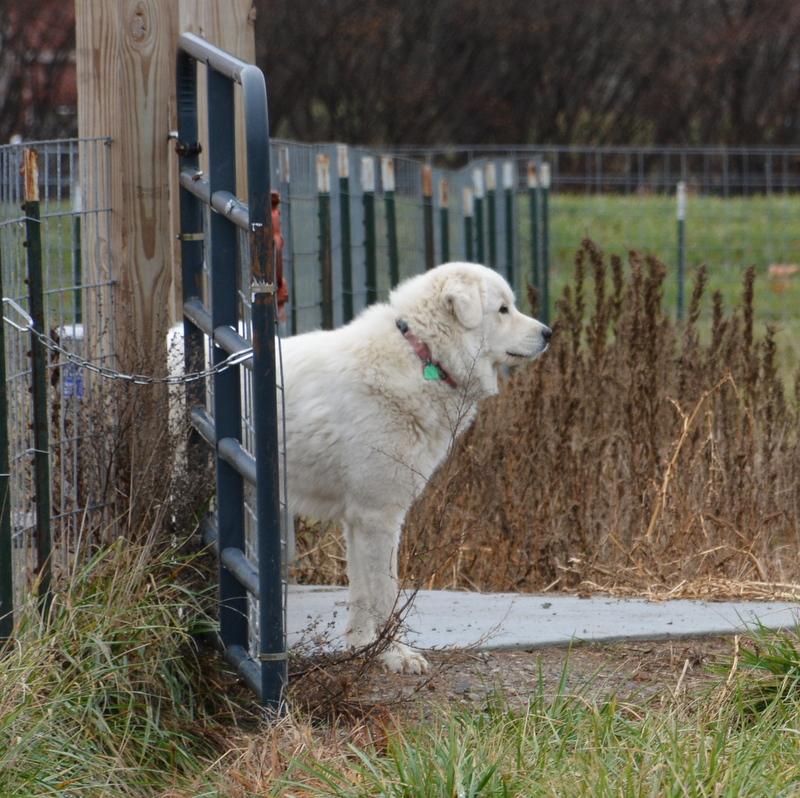 Great pyrenees jumping outlet fence