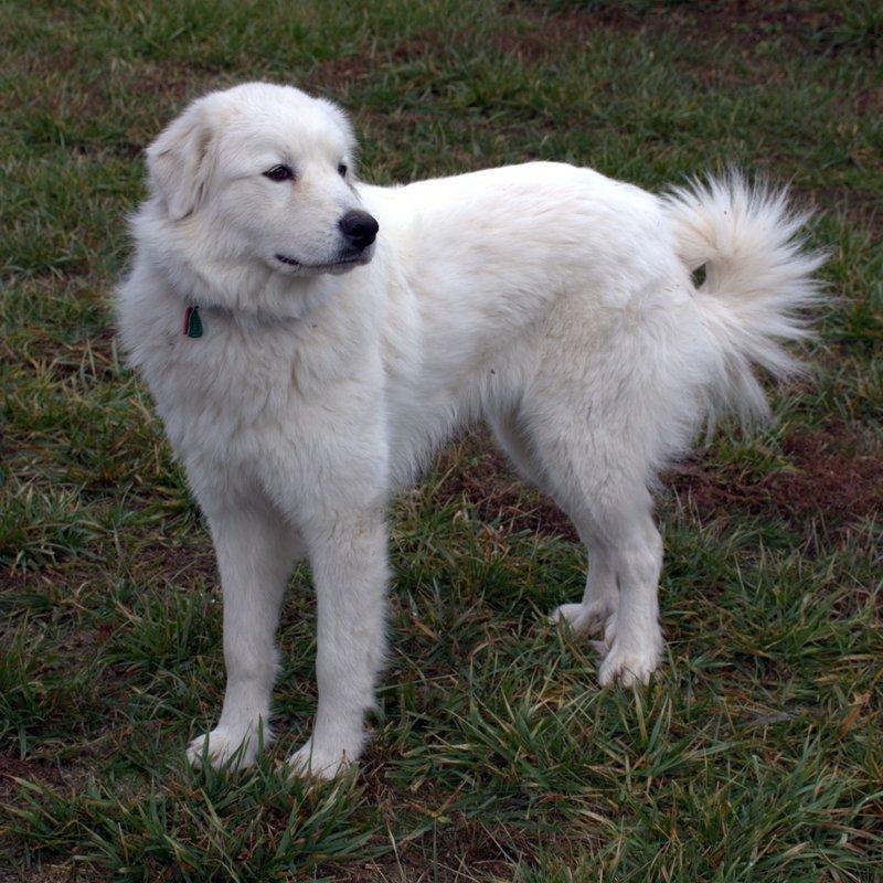 Lacey Female Great Pyrenees