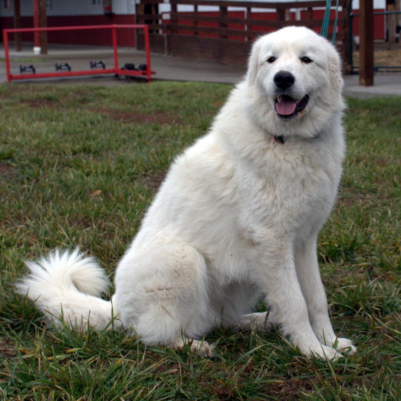 Lacey Female Great Pyrenees