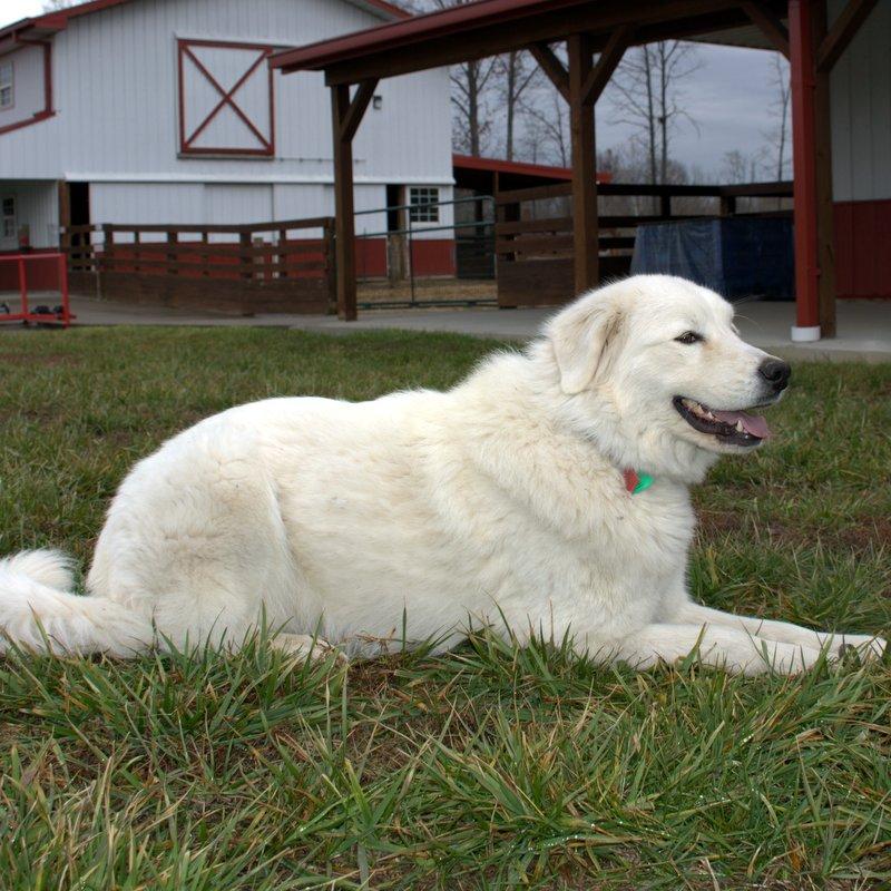 Lacey Female Great Pyrenees