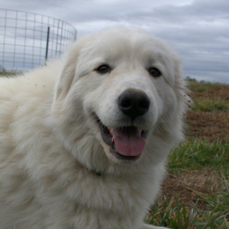 Female great pyrenees shops