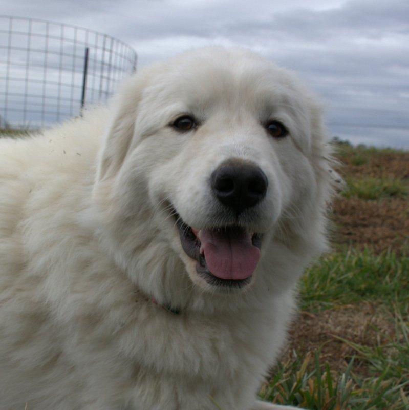 Lacey Female Great Pyrenees