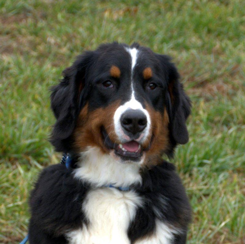 Beckett Female Bernese Mountain Dog