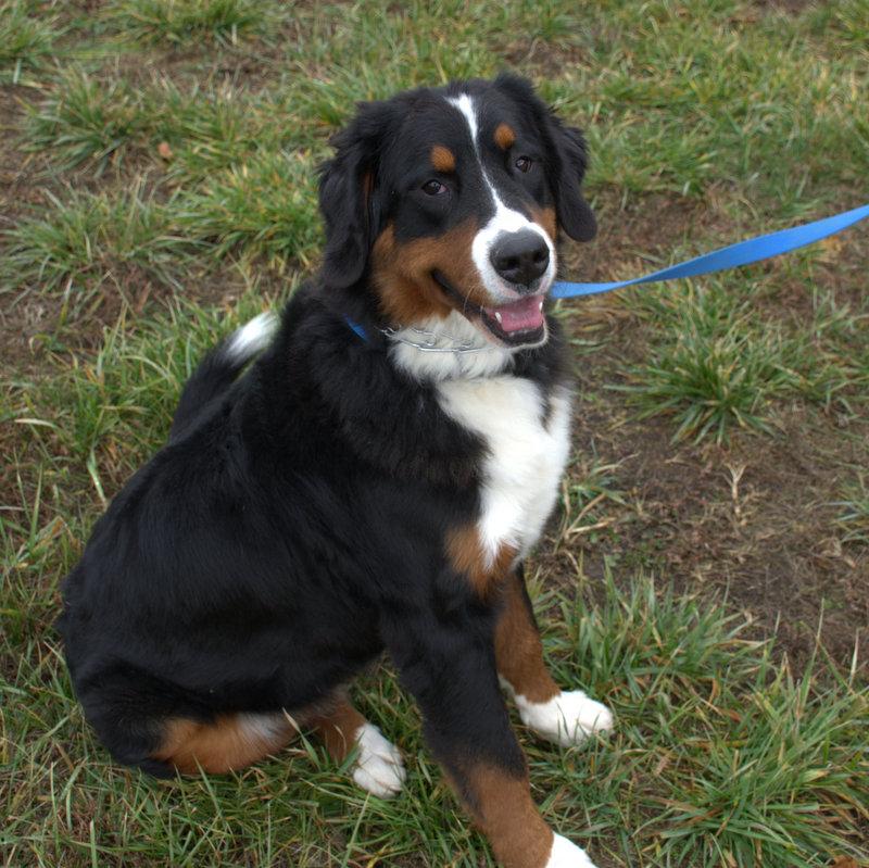 Beckett Female Bernese Mountain Dog