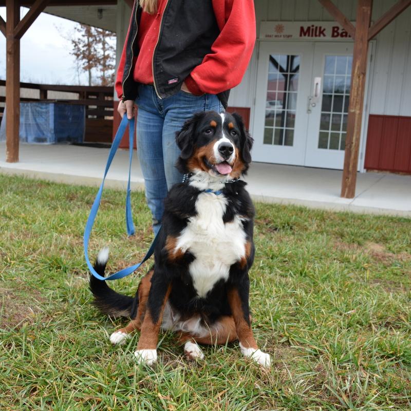 Beckett Female Bernese Mountain Dog