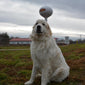 Thor Male Great Pyrenees