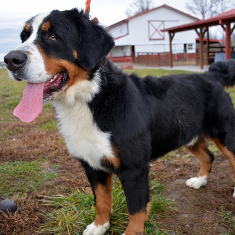 Shaved bernese mountain store dog